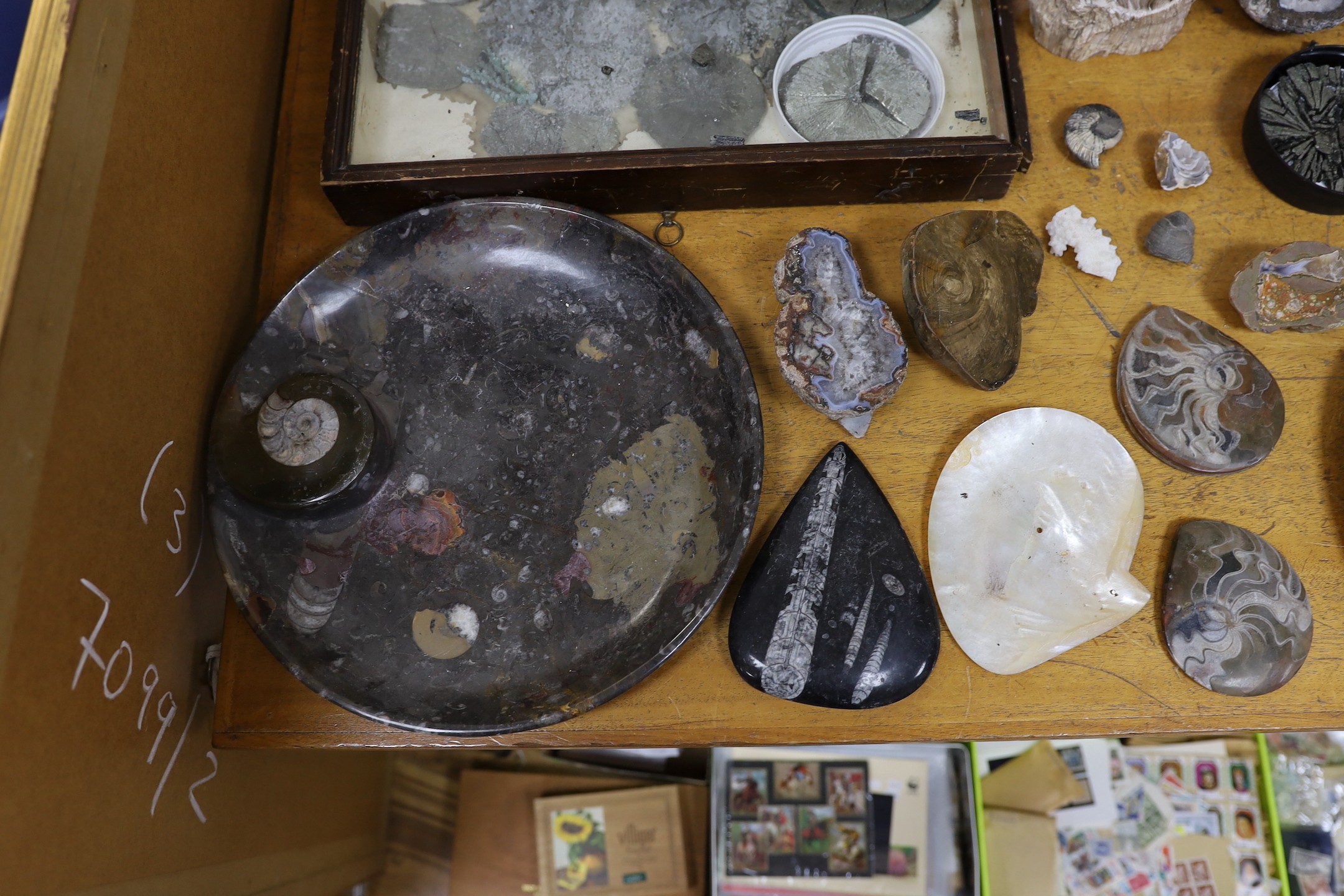 An interesting collection of fossils, polished marble, petrified wood etc.
